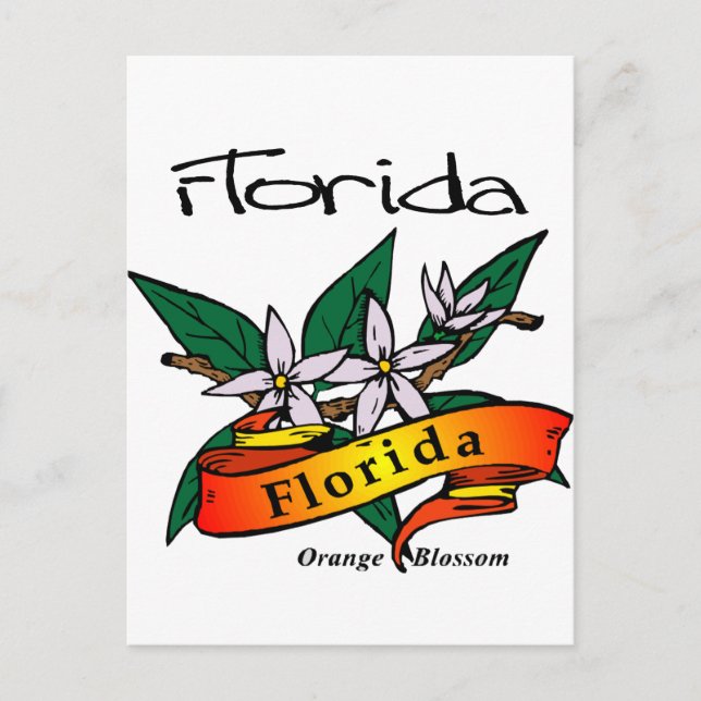 Florida State Flower Orange Blossom Postcard (Front)
