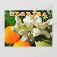 Florida State Flower: The Orange Blossom