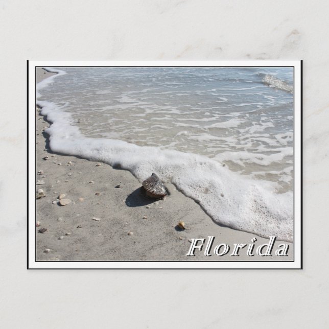 Florida summer vacation seashell on the beach postcard (Front)