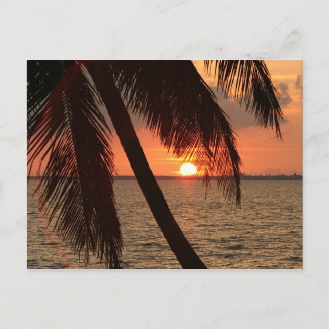 Florida Sunset Postcard (Front)