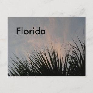 Florida Sunset - Postcard