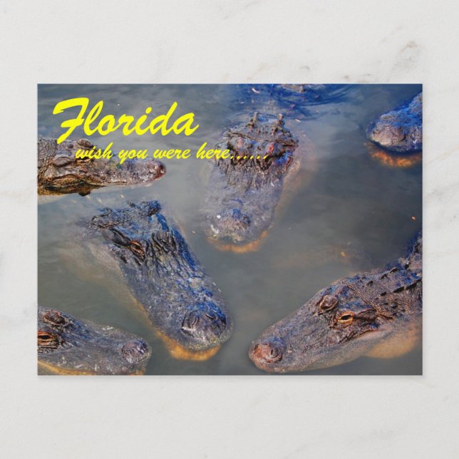 Florida Swimming Hole Postcard (Front)
