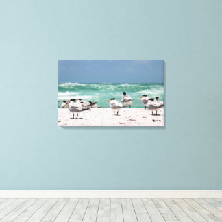 Florida Terns on White Sandy Florida Beach Canvas Print