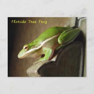 Florida Tree Frog Postcard