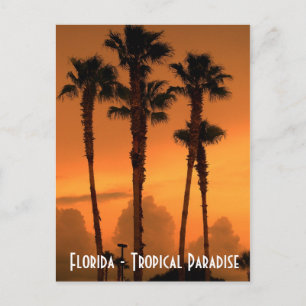 Florida Tropical Paradise Sunset Postcard Photo