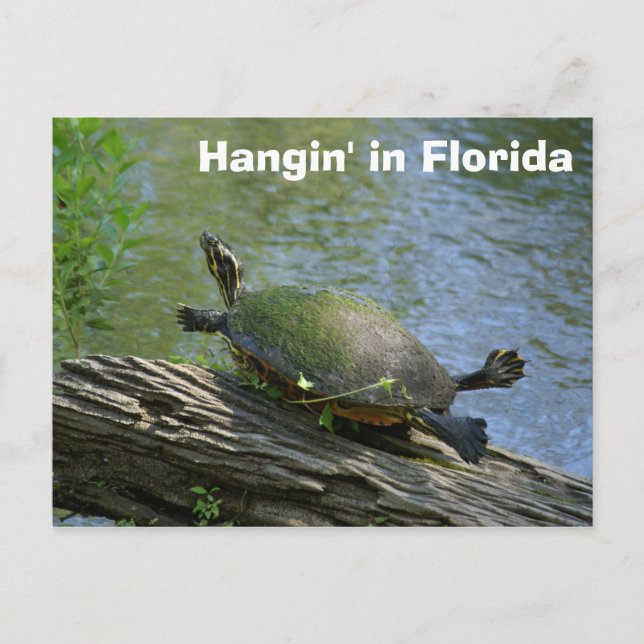 Florida Turtle postcard (Front)