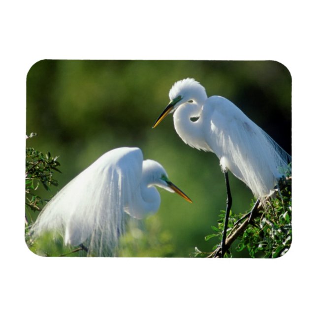 Florida, Venice, Audubon Sanctuary, Common Egret Magnet (Horizontal)