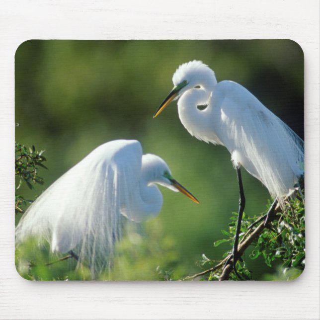 Florida, Venice, Audubon Sanctuary, Common Egret Mouse Pad (Front)