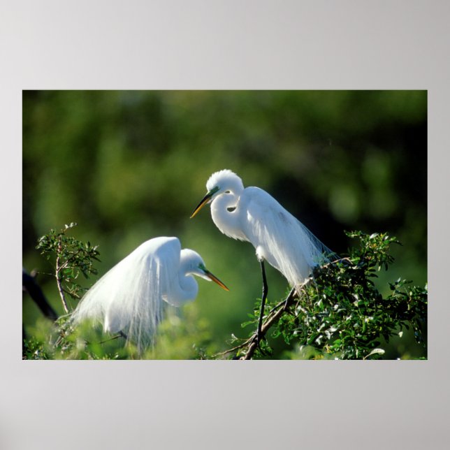 Florida, Venice, Audubon Sanctuary, Common Egret Poster (Front)