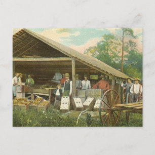 Florida Vintage Postcard, "Packing Oranges" Postcard