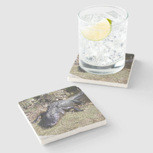 Florida Wetland Alligator in Afternoon Sun Stone Coaster