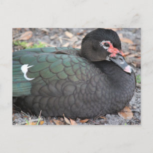 Florida wild life postcard