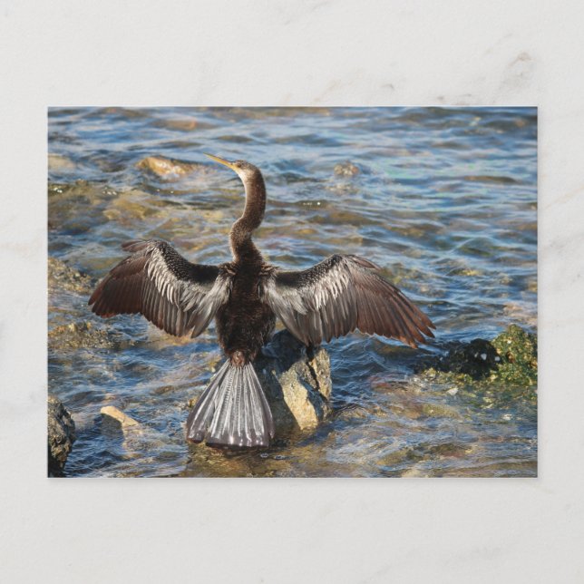 Florida Wildlife - birds Postcard (Front)