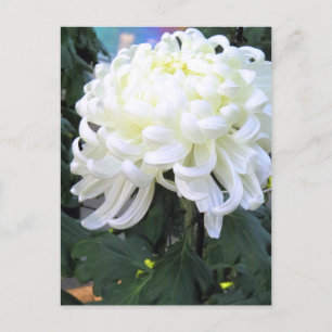 Florists’ daisy：Postcard Postcard