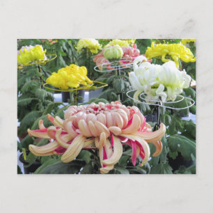 Florists’ daisy:Postcard Postcard