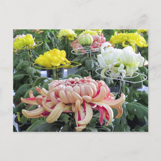 Florists’ daisy：Postcard Postcard (Front)