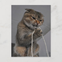 Flossing cat