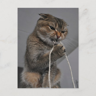 Flossing cat postcard