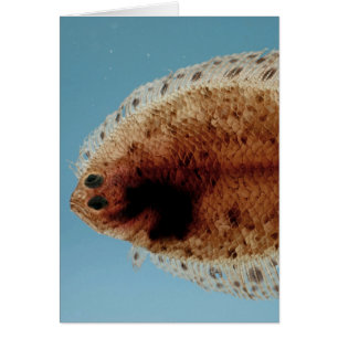 Flounder