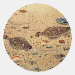 Flounders or Flat Fish, Vintage Marine Ocean Life  Classic Round Sticker