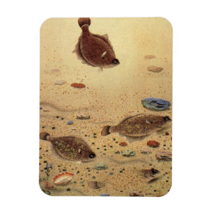 Flounders or Flat Fish, Vintage Marine Ocean Life  Magnet