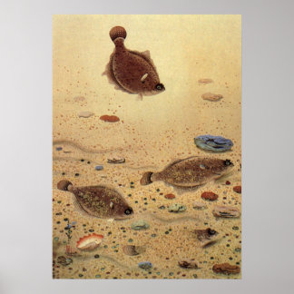 Flounders or Flat Fish, Vintage Marine Ocean Life Poster