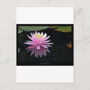 Flower 017 Pink Water Lily Postcard