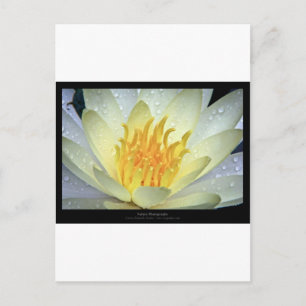Flower 061 White Water Lily Postcard