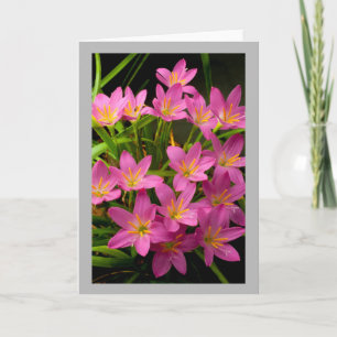 Flower 11 Pink rain lilies Card