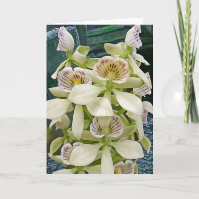 Flower #2817 card (Front)