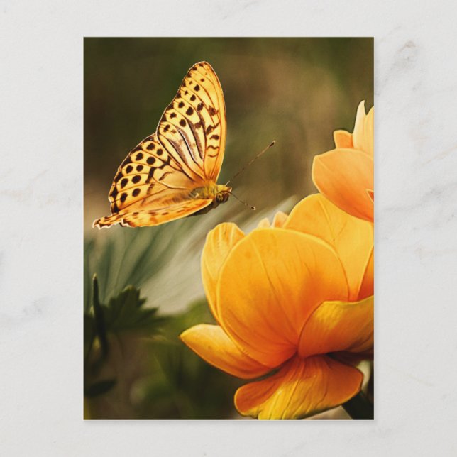 flower and butterfly peace and joy postcard (Front)