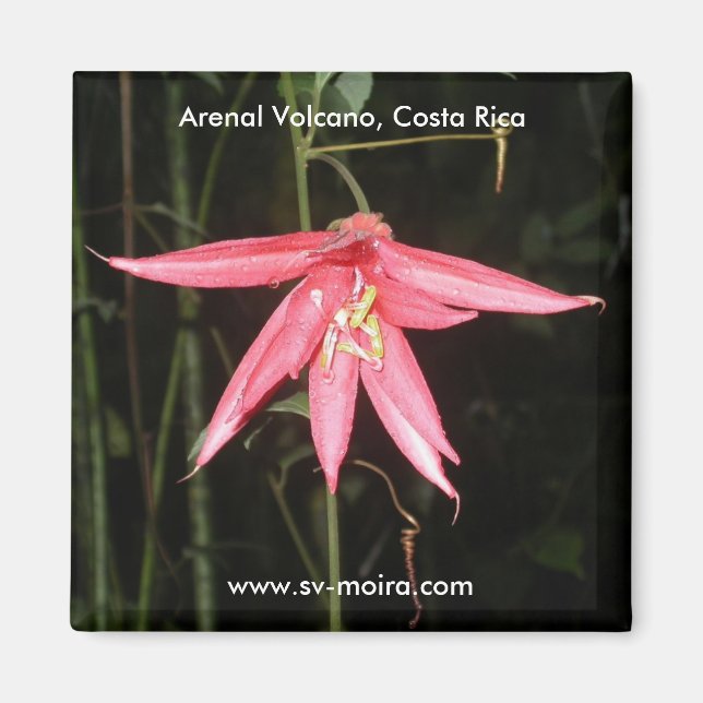 Flower, Arenal Volcano, Costa Rica Magnet (Front)