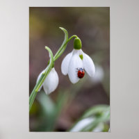 Flower Art Ladybug Gallery Flower Garden ArtFlower