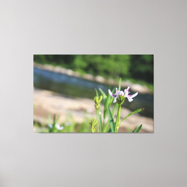 Flower Backed by River Canvas Print (Front)