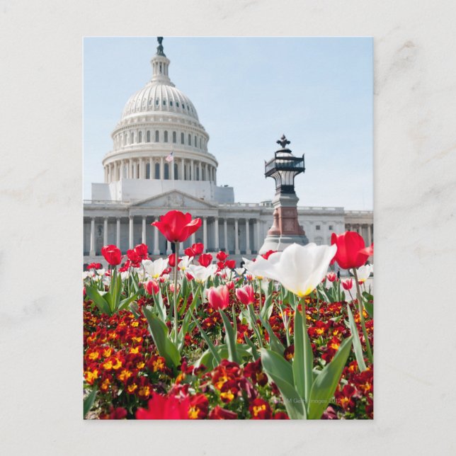 Flower bed in springtime in Washington, D.C. Postcard (Front)