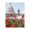 Flower bed in springtime in Washington, D.C.