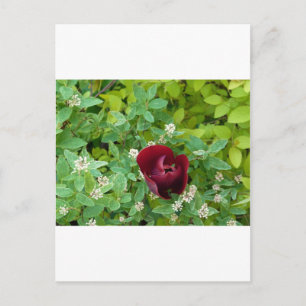 flower beds in spring postcard