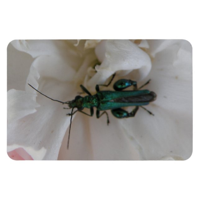 Flower Beetle Premium Magnet (Horizontal)
