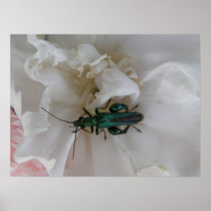 Flower Beetle Print