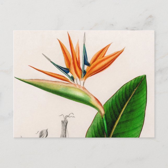 Flower bird of paradise vintage illustrated postcard (Front)