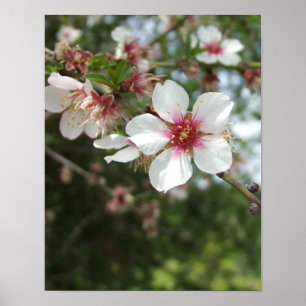 Flower Blossom Poster