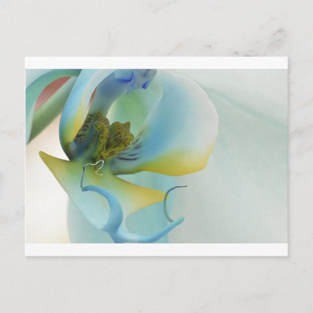 Flower Blue Orchid Postcard (Front)