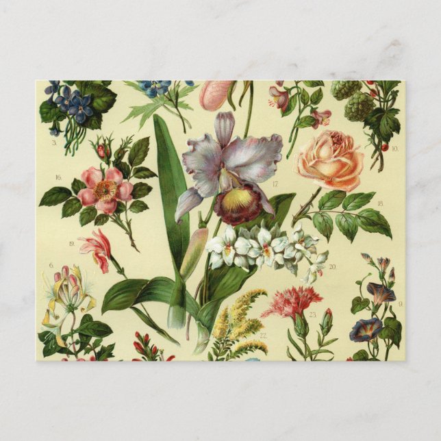 Flower Botanicals Postcard (Front)