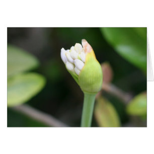 Flower bud Blank Inside