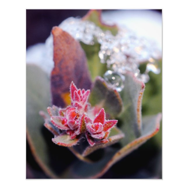 Flower Bud Photo Print (Front)