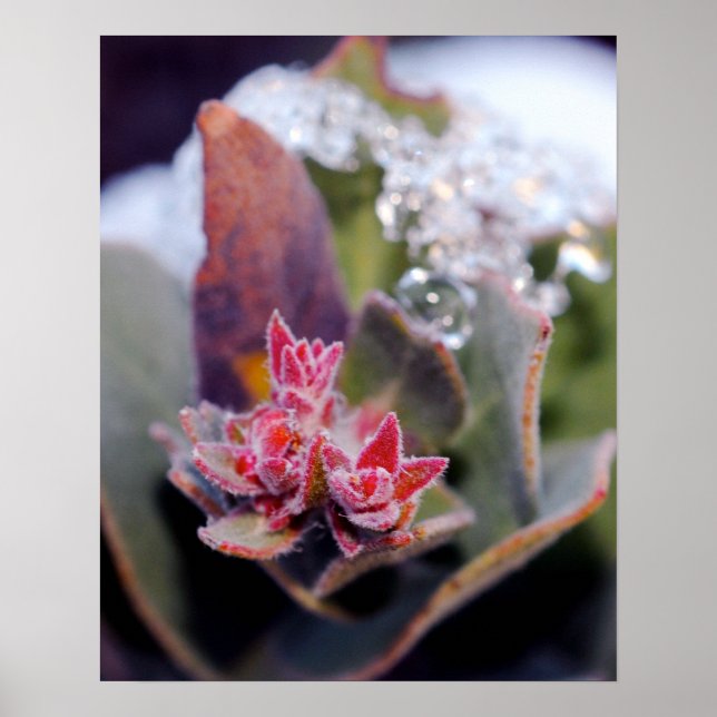 Flower Bud Poster (Front)