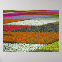 Flower Carpet
