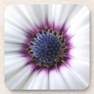 Flower Centre Coaster
