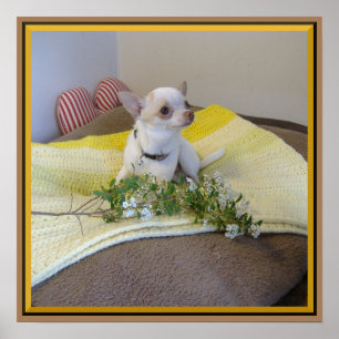 Flower Chihuahua Poster