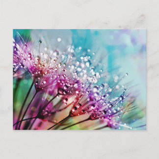 Flower Closeup Crystal Dew Water Drop Nature Rain Postcard